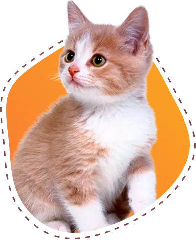 猫咪口粮全攻略 - 低调看球